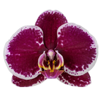 Phalaenopsis Devotion (Healthy in 50mm pot)