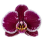 Phalaenopsis Devotion (Healthy in 50mm pot)