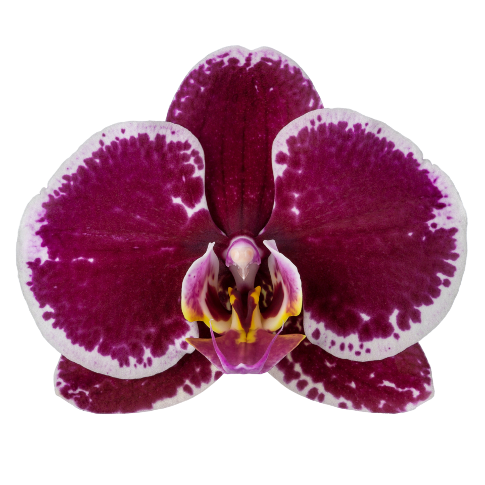 Phalaenopsis Devotion (Healthy in 50mm pot)