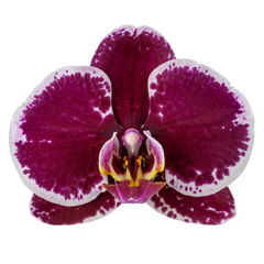 Phalaenopsis Devotion (Healthy in 50mm pot)