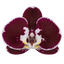 Phalaenopsis Armion (Healthy in 50mm pot)