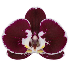 PACK OF 10 MERICLONE PHALAENOPSIS HYBRIDS
