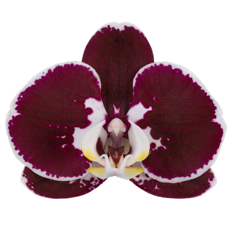 PACK OF 10 MERICLONE PHALAENOPSIS HYBRIDS