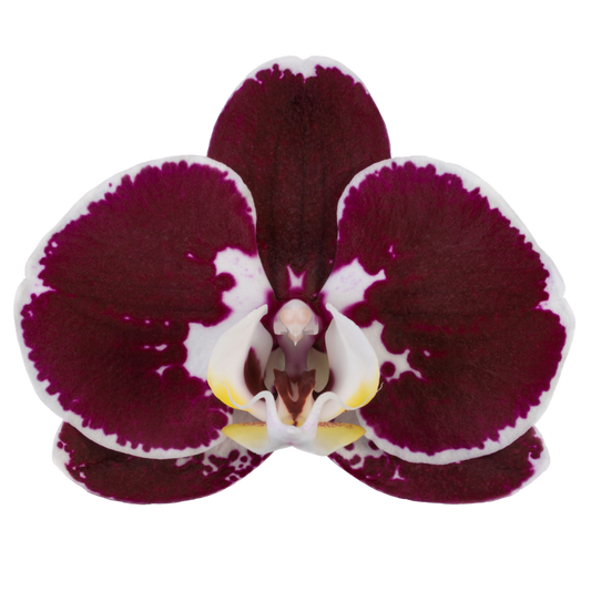 PACK OF 10 MERICLONE PHALAENOPSIS HYBRIDS