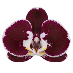 PACK OF 10 MERICLONE PHALAENOPSIS HYBRIDS