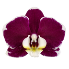 Phalaenopsis Rogelion (Healthy in 50mm pot)