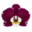 Phalaenopsis Rogelion (Healthy in 50mm pot)