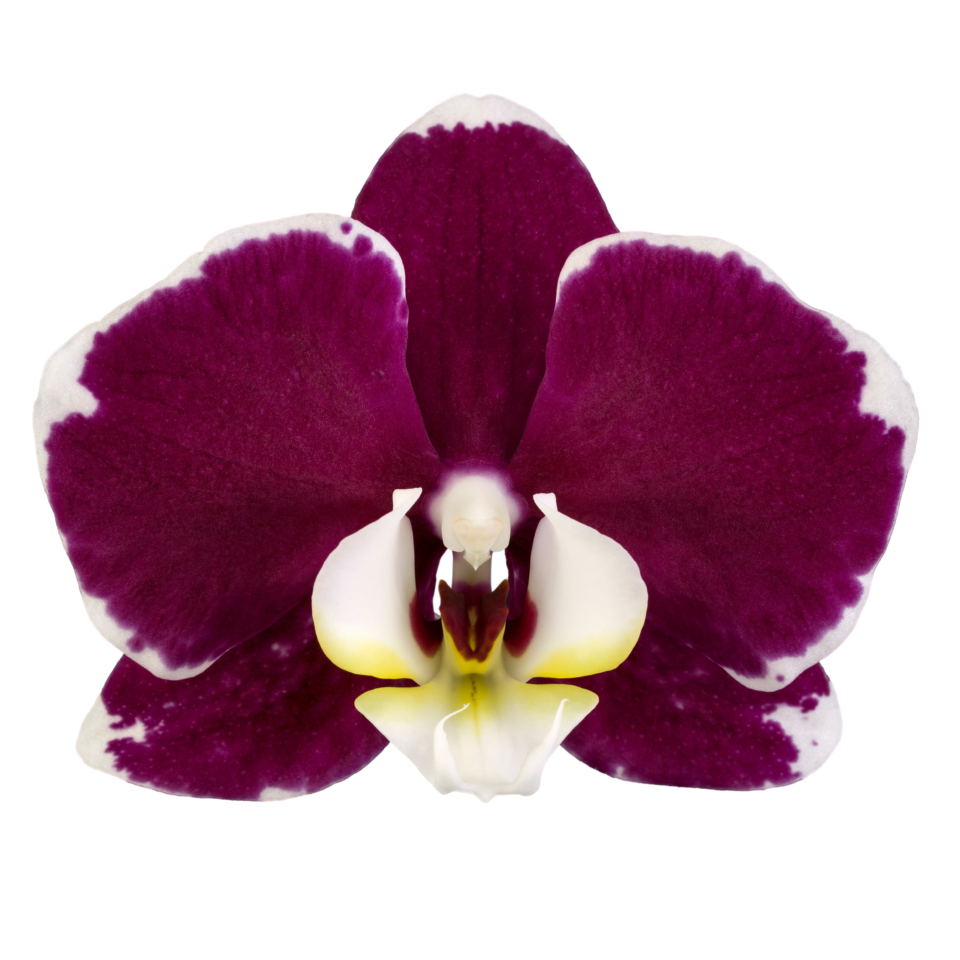 PACK OF 10 MERICLONE PHALAENOPSIS HYBRIDS