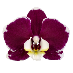 PACK OF 10 MERICLONE PHALAENOPSIS HYBRIDS