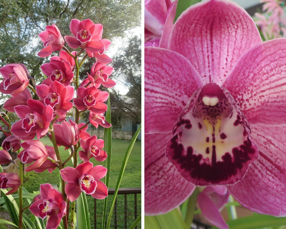 (Flowering Now) Cymbidium Kiss Rose X Death Wish Spanish Fly
