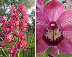 (Flowering Now) Cymbidium Kiss Rose X Death Wish Spanish Fly