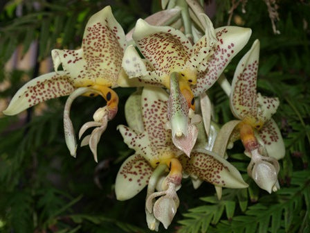 Stanhopea Oculata (Fragrant Species)