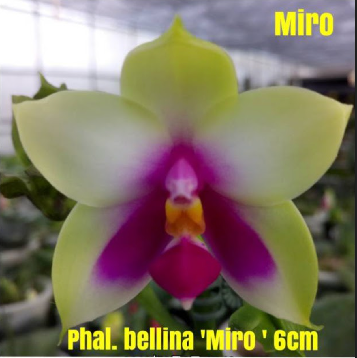 TOP - Phalaenopsis bellina 'Miro' 6cm Main image