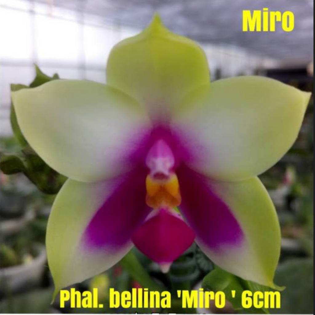 TOP - Phalaenopsis bellina 'Miro' 6cm