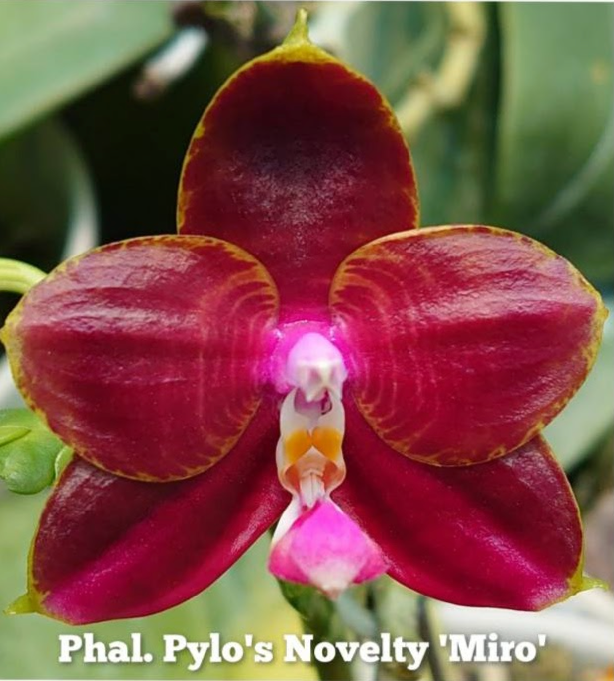 TOP - Phalaenopsis Pylo's Novelty 'Miro' x Phal. Zheng Min Tyrannosaurus Main image