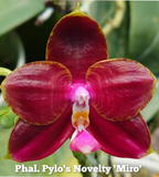 TOP - Phalaenopsis Pylo's Novelty 'Miro' x Phal. Zheng Min Tyrannosaurus