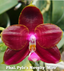 TOP - Phalaenopsis Pylo's Novelty 'Miro' x Phal. Zheng Min Tyrannosaurus