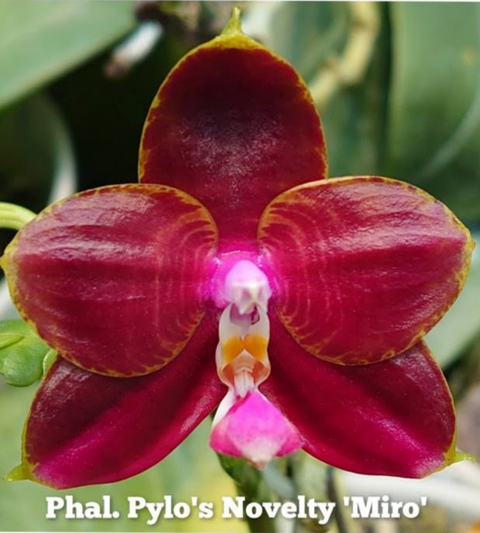 TOP - Phalaenopsis Pylo's Novelty 'Miro' x Phal. Zheng Min Tyrannosaurus