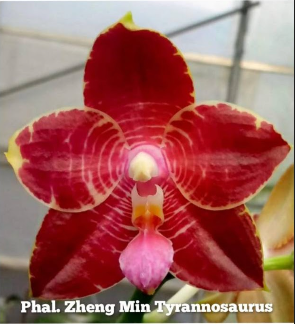 TOP - Phalaenopsis Pylo's Novelty 'Miro' x Phal. Zheng Min Tyrannosaurus Secondary image