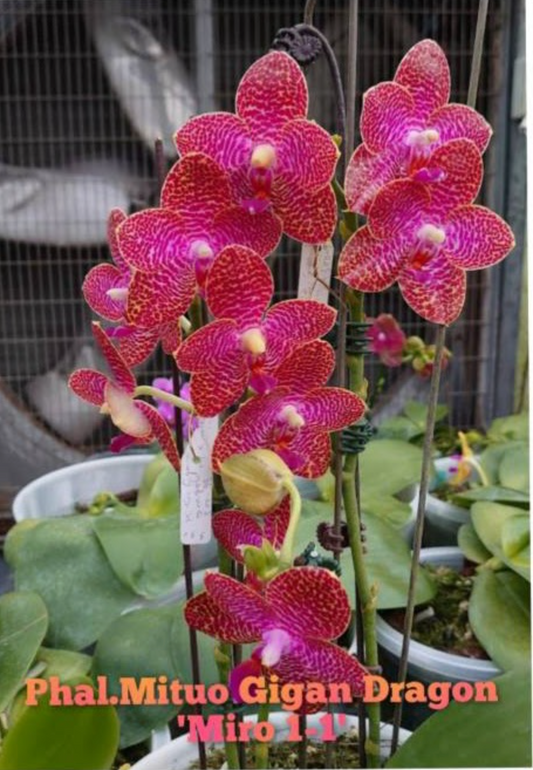 Phalaenopsis  Mitup Gigan Dragon 'Miro 1-1' x Phal. Miro Sun Buddha (Novelty)