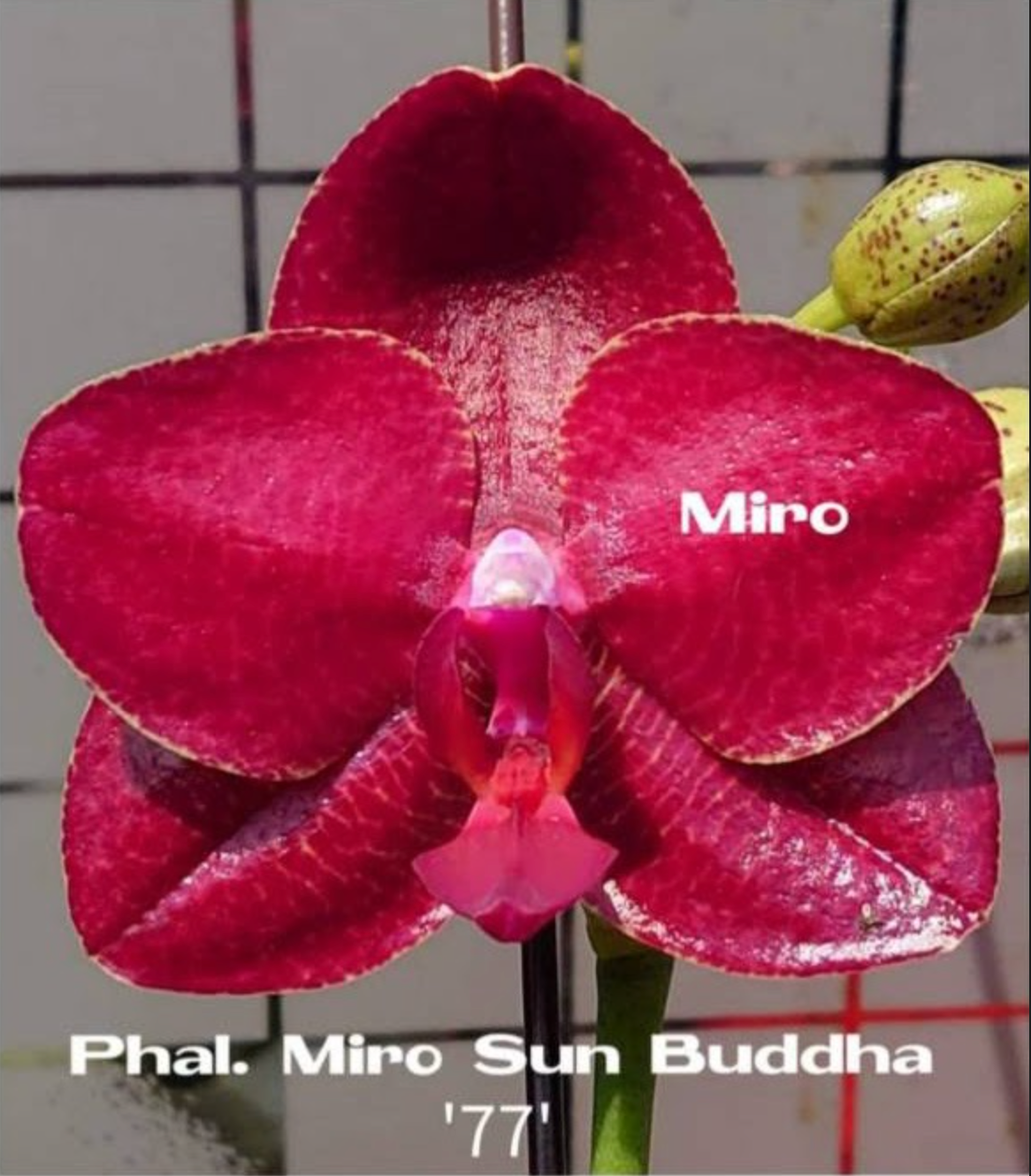 Phalaenopsis  Mitup Gigan Dragon 'Miro 1-1' x Phal. Miro Sun Buddha (Novelty) Main image
