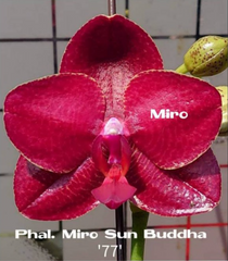 Phalaenopsis  Mitup Gigan Dragon 'Miro 1-1' x Phal. Miro Sun Buddha (Novelty)