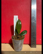 TOP Phalaenopsis  Allura 'Magnetosphere (Fragrant Novelty)
