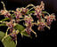 ORCHID FLASK - Dendrobium spectabile 'Dark' x sib