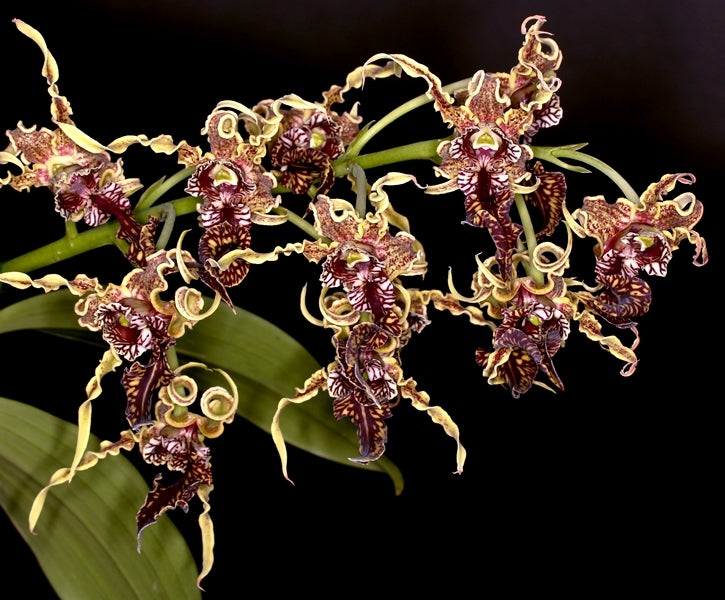 ORCHID FLASK - Dendrobium spectabile 'Dark' x sib