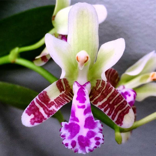 Sedirea Japonica (Fragrant Species From Japan)
