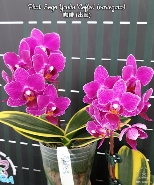 Phalaenopsis Sogo Yenlin Coffee (Variegated Miniature) Main image