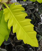 Philodendron 'Golden Crocodile' FLASK (25+ seedlings)