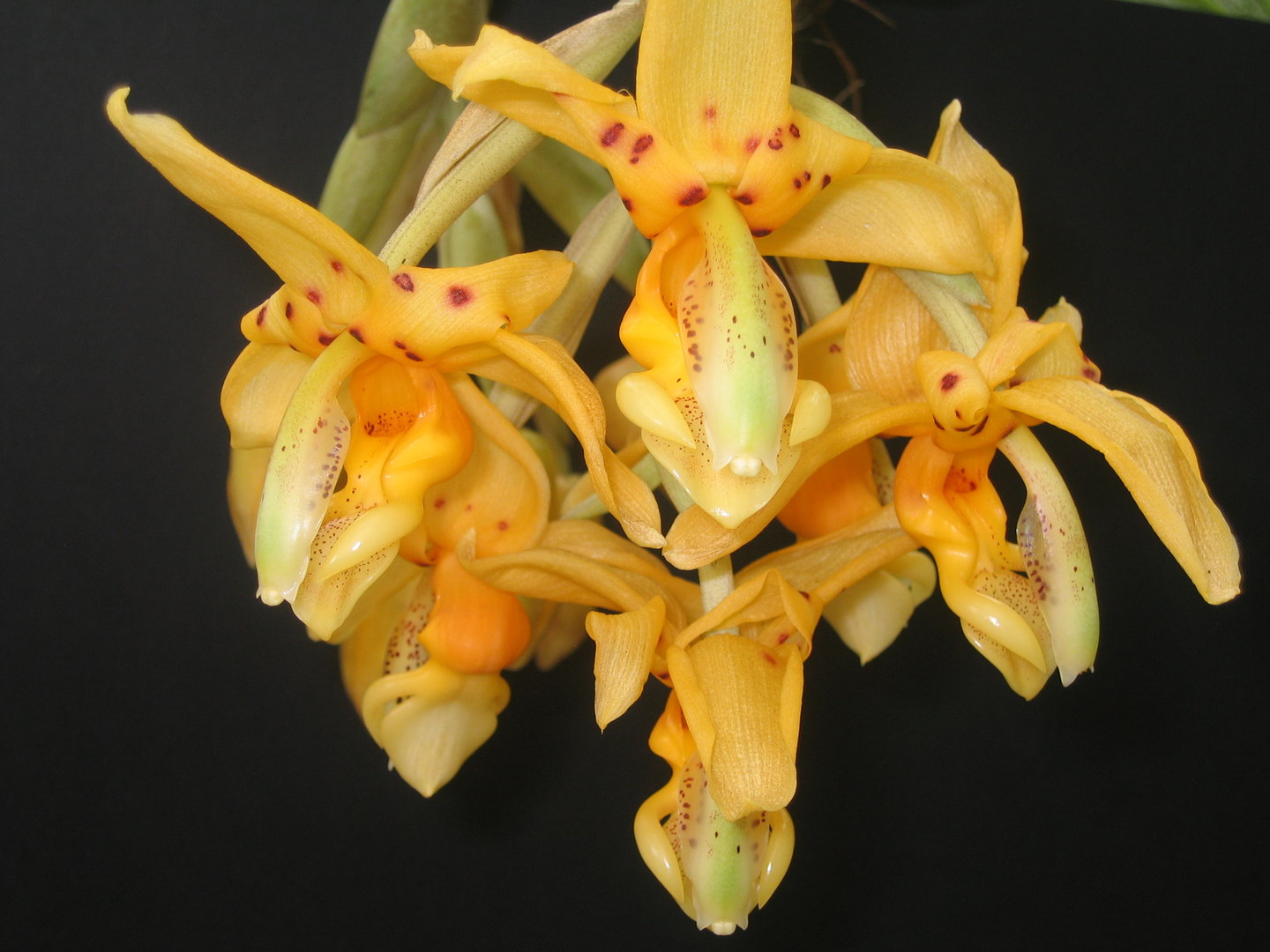 Stanhopea Jenischiana (Fragrant Species) Main image