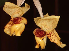 Stanhopea Connata (Fragrant Species)