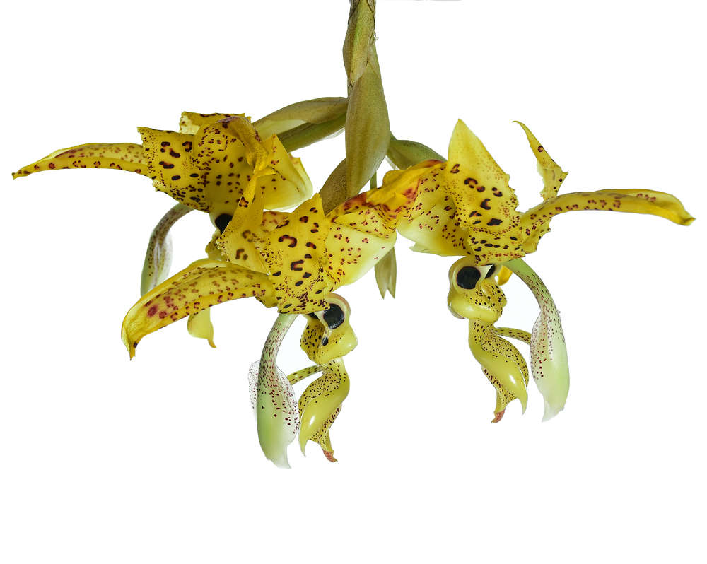 Stanhopea Costaricensis (Fragrant) Main image