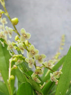 Stelis species Brazil