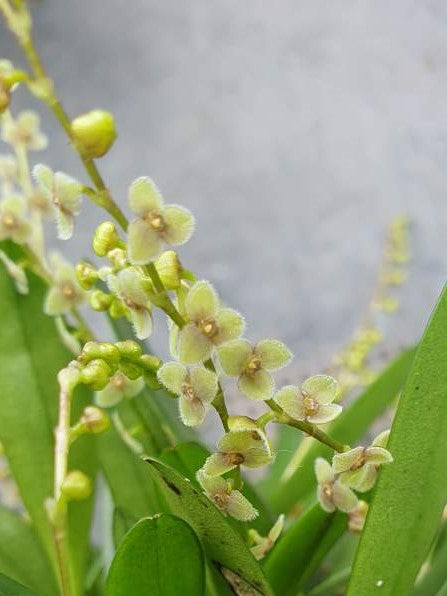 Stelis species Brazil