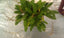 Stelis Porschiana ( Leach Orchid )