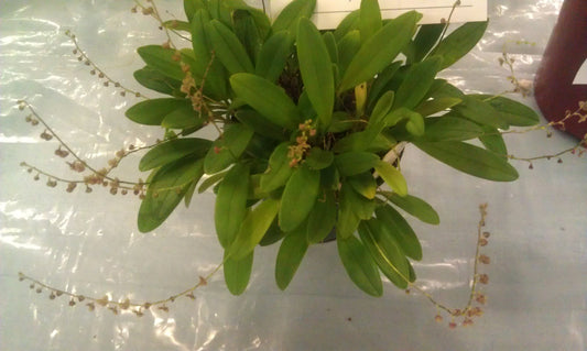 Stelis Porschiana ( Leach Orchid )
