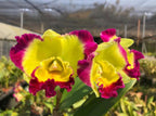 TOP - Rlc. Chief Prince X Rlc. Taiwan Fantasy