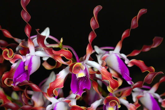 Dendrobium lasianthera x Dendrobium tangerinum (HARD TO FIND)