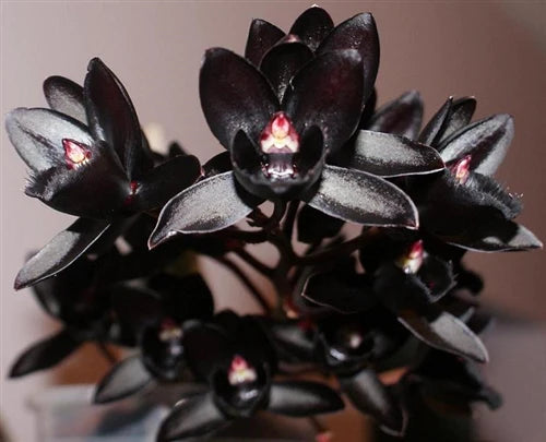 Fredclarkeara After Dark 'Black Pearl' (FLASK/TISSUE CULTURE 25 PLANTS)