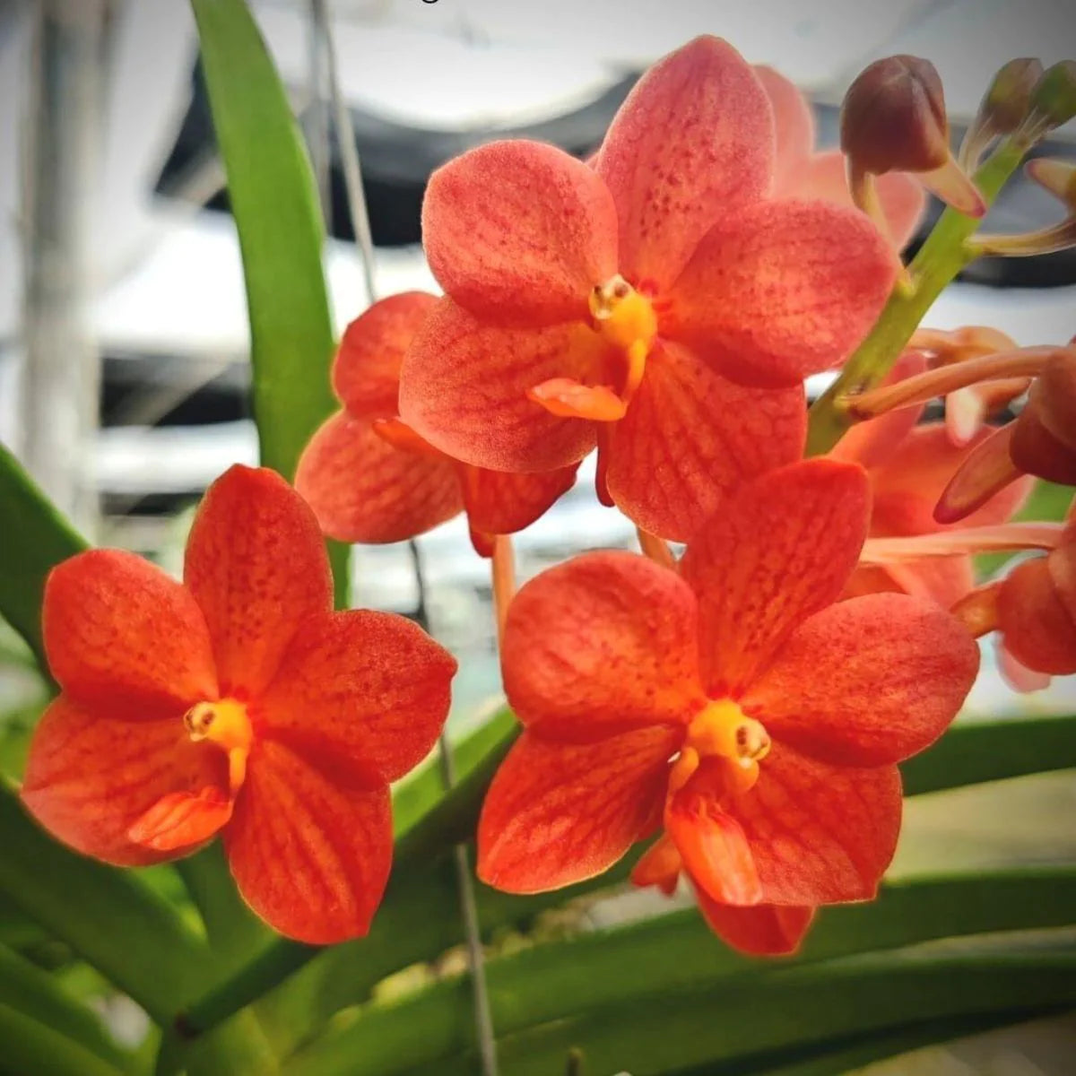 Vanda (JVB x V. Rattana) Main image
