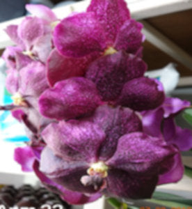 Vanda (Dr Anek x Bitz’s Heartthrob)