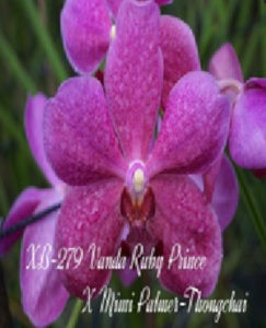 Vanda (Ruby Prince x Mimi Palmer) x  Thongchai