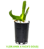 V.(Dr.Anek x Fuch's Gold)