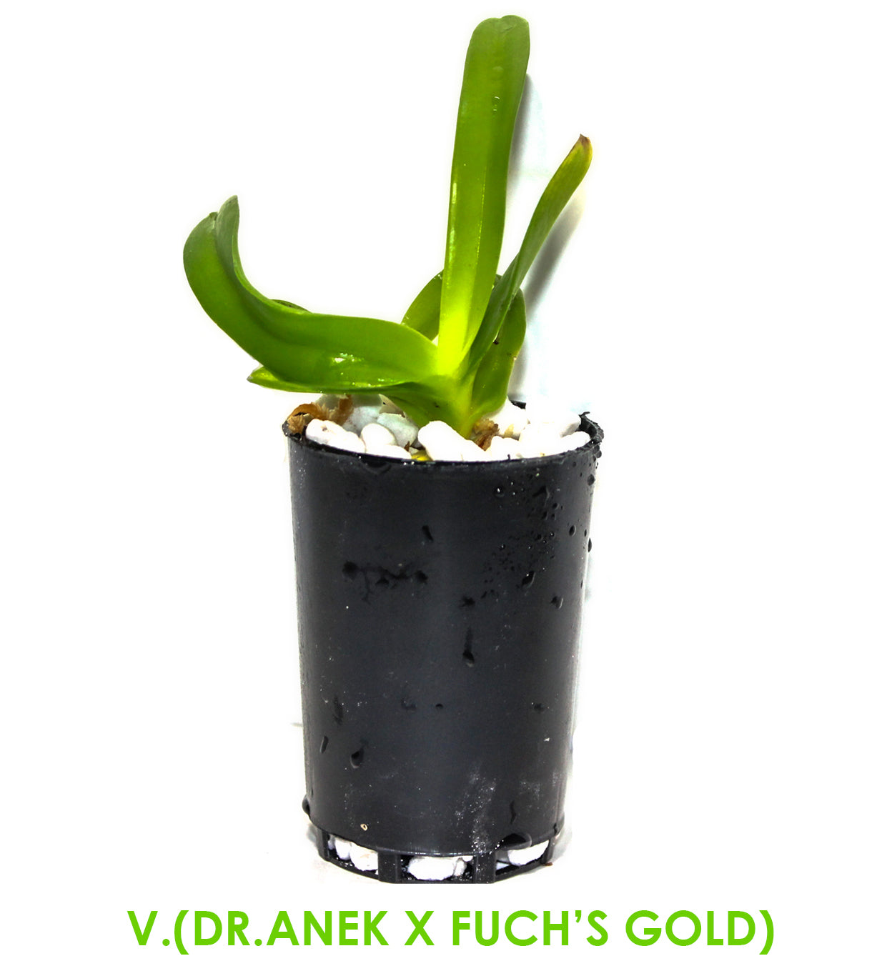 V.(Dr.Anek x Fuch's Gold)