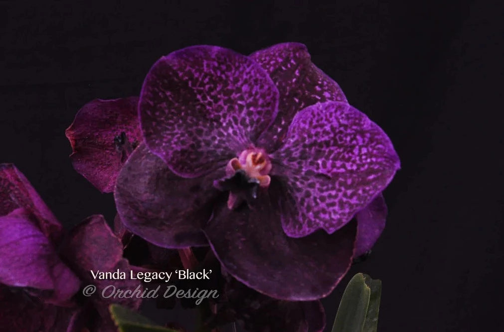 Vanda Legacy Black (IN BUDS NOW) Main image