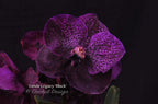 Vanda Legacy Black