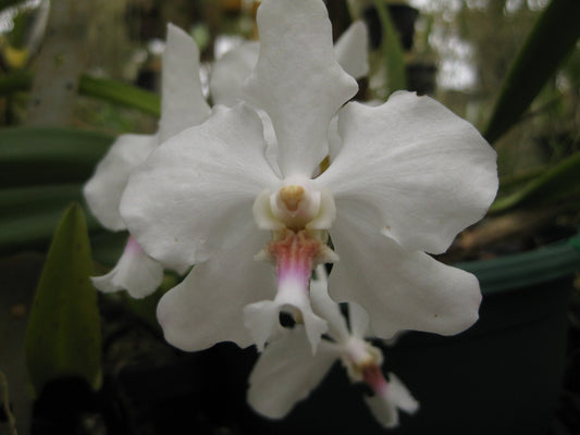 Vanda javierae (Fragrant Species)